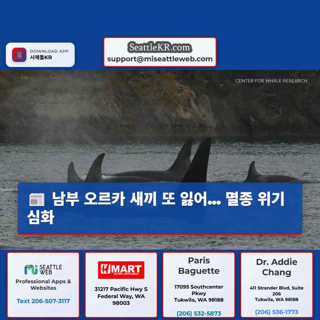 남부 오르카 새끼 또 잃어... 멸종 위기 심화