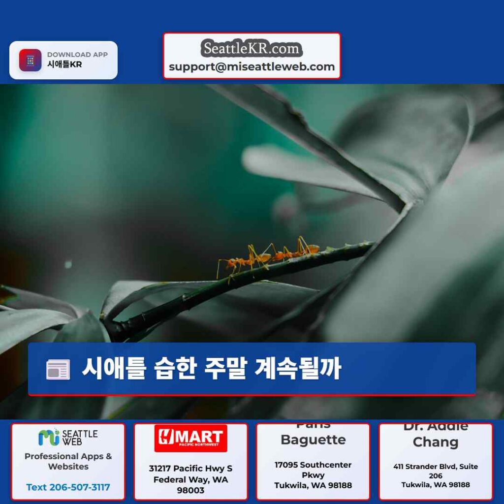 시애틀 습한 주말 계속될까