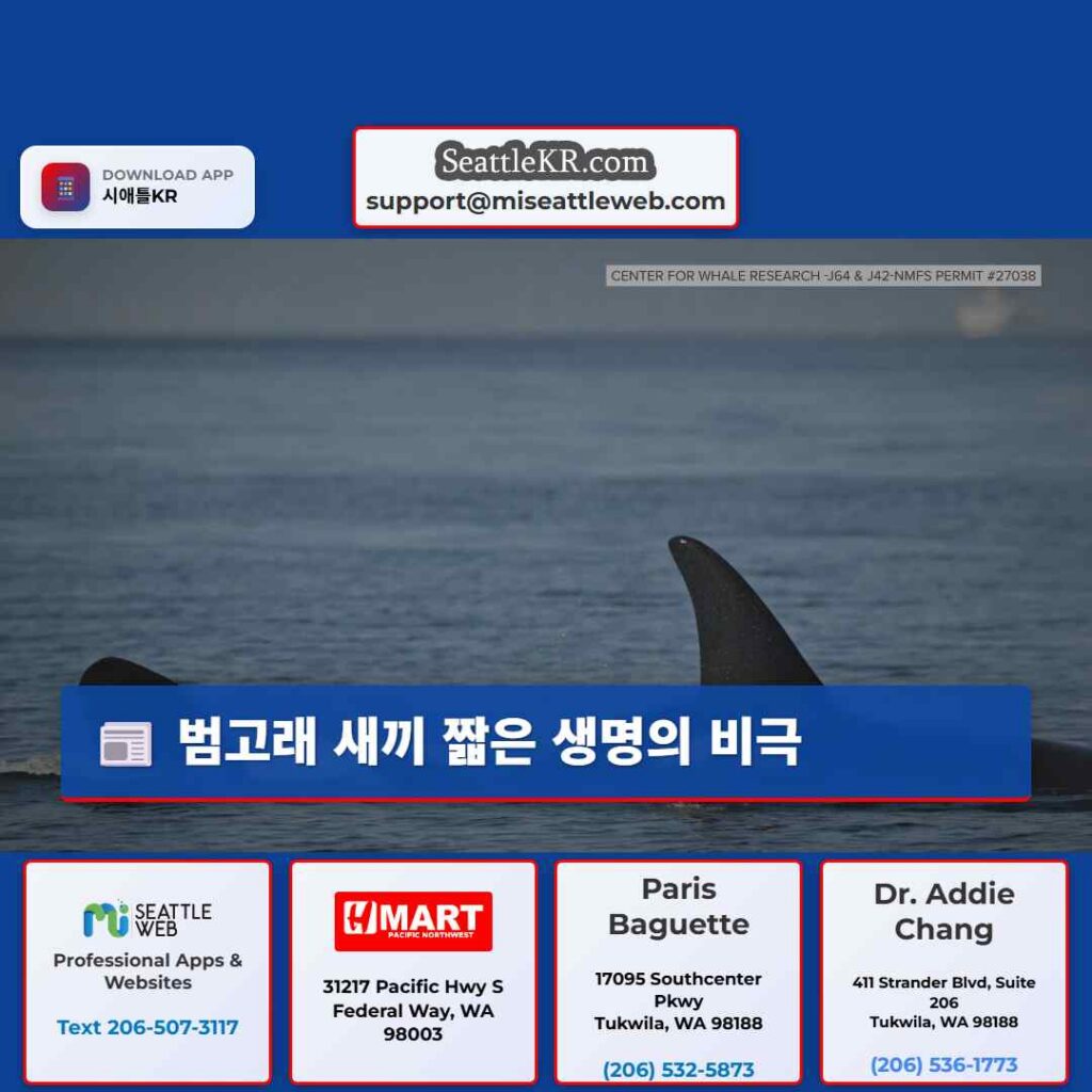 범고래 새끼 짧은 생명의 비극