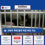 피어스 카운티 여성 U-홀 트럭에 고양이를 사재기한 혐의로 11건의 동물 학대 혐의로 기소됨