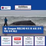 오regon 혹등고래 비극 이후 시애틀 해역 해양생물 보호 조치 약화 우려 고조