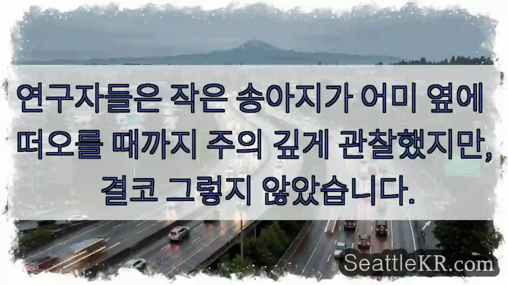 연구자들은 작은 송아지가 어미 옆에 떠오를 때까지 주의 깊게 관찰했지만, 결코 그렇지