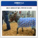 냉동 속에서 발견된 미니어처 당나귀 엘사 맞춤 의족으로 다시 걷게 되다