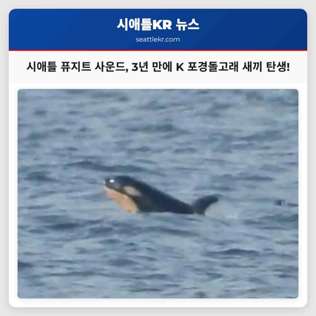 시애틀 퓨지트 사운드, 3년 만에 K 포경돌고래 새끼 탄생!