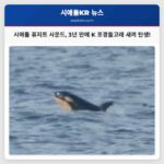 시애틀 퓨지트 사운드에서 K 포경돌고래 무리 새 새끼 고래 탄생