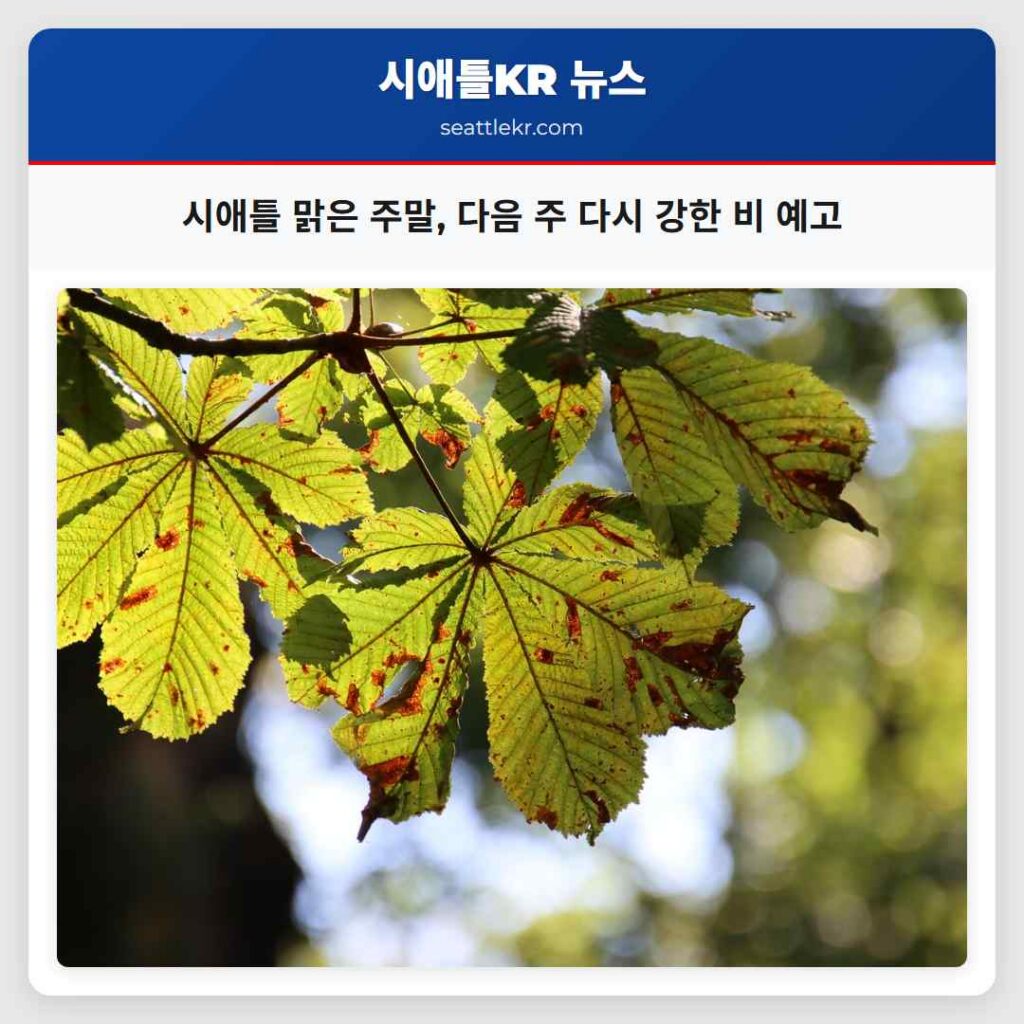 시애틀 맑은 주말, 다음 주 다시 강한 비 예고