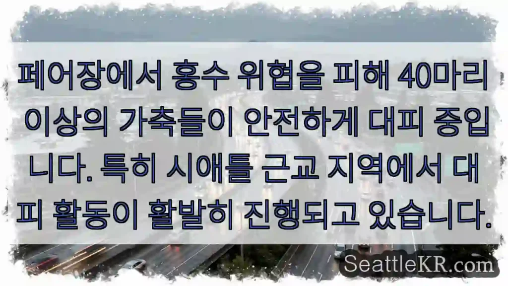 가축 안전 대피 중!