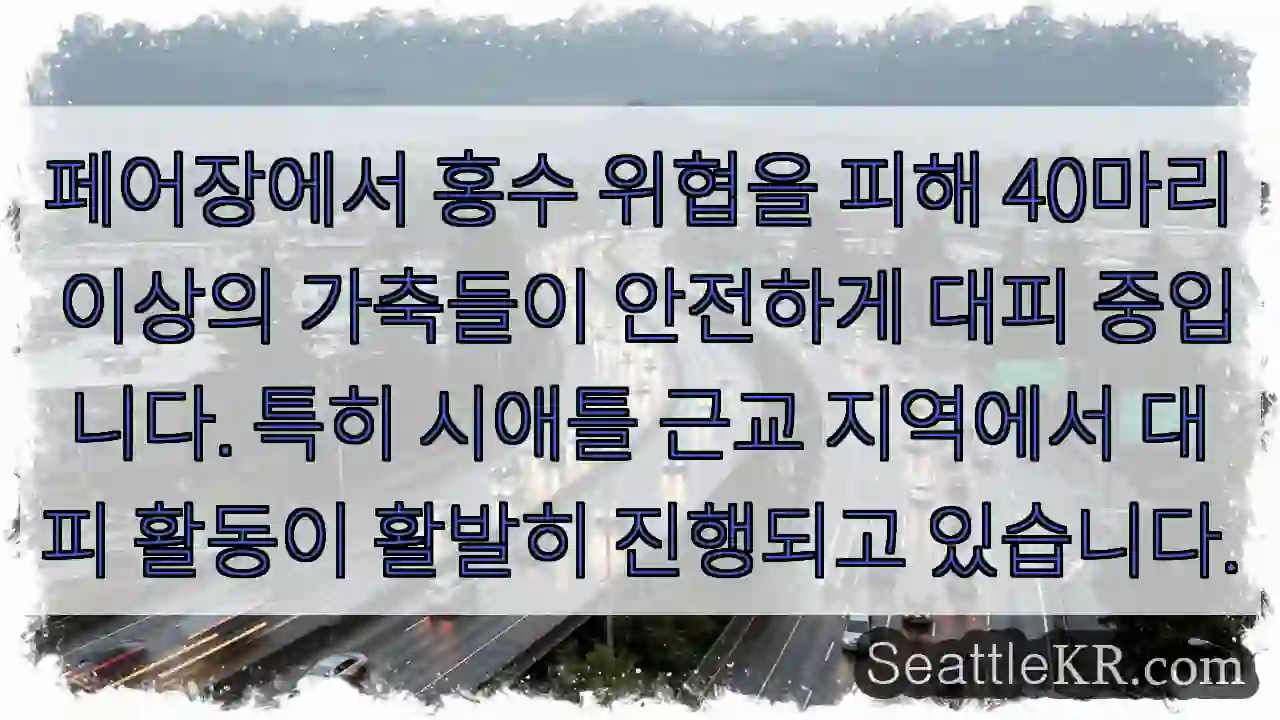 가축 안전 대피 중!