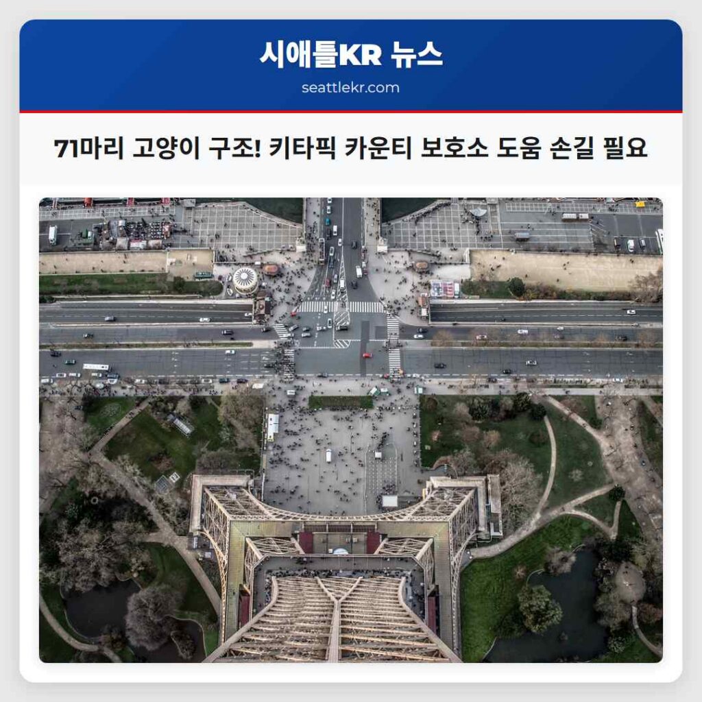 71마리 고양이 구조! 키타픽 카운티 보호소 도움 손길 필요