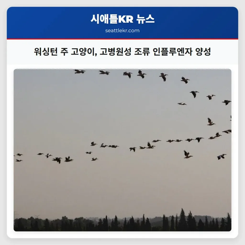 워싱턴 주 고양이, 고병원성 조류 인플루엔자 양성