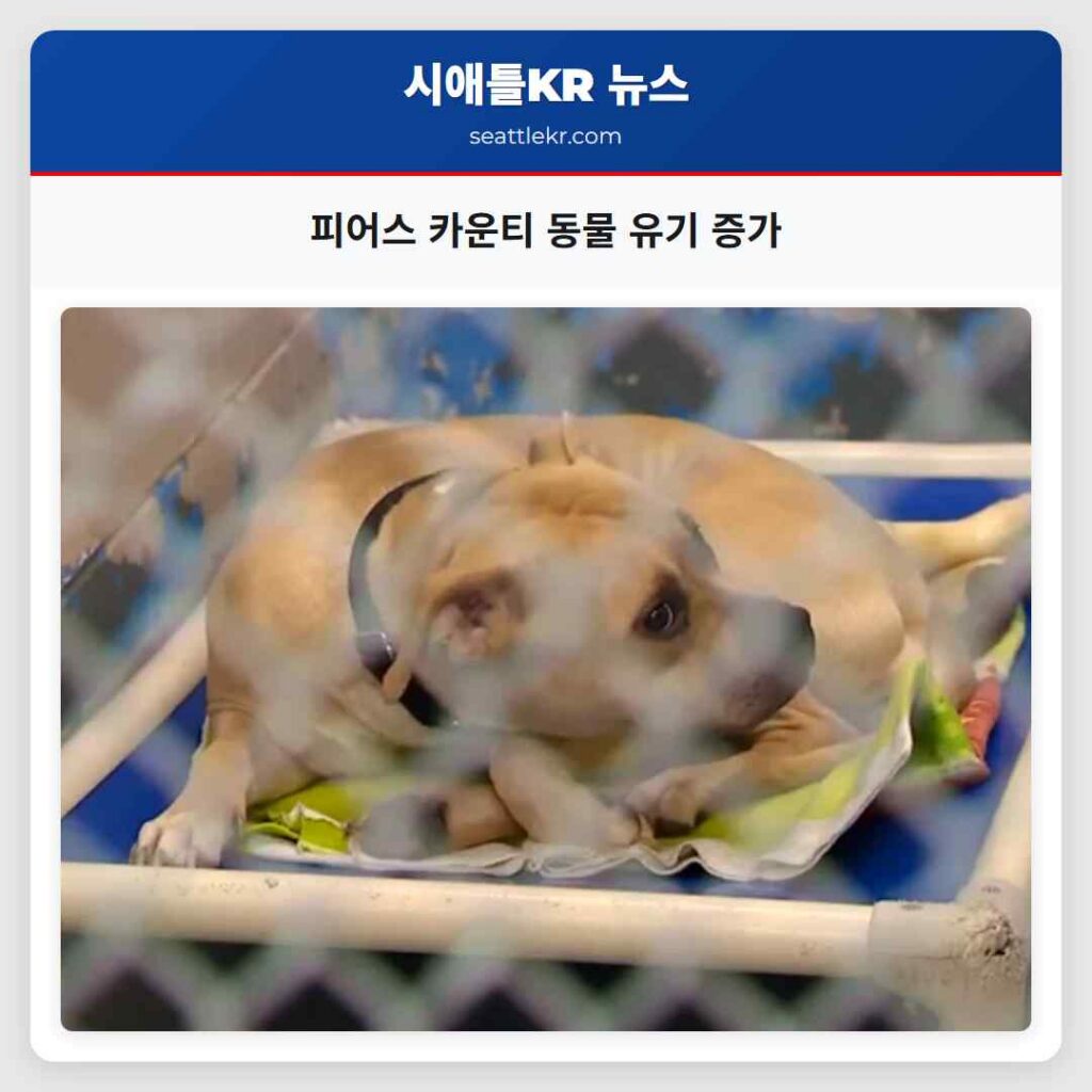 피어스 카운티 동물 유기 증가