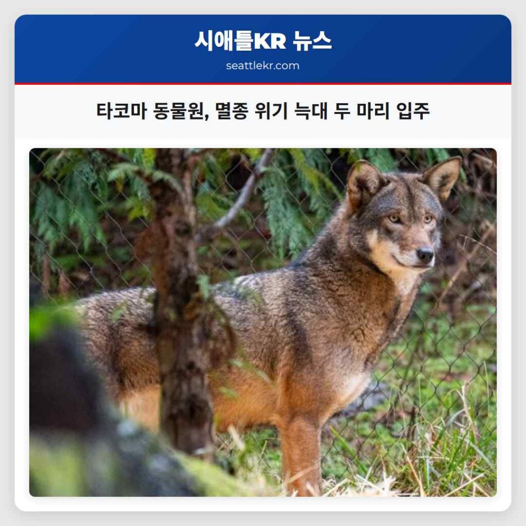타코마 동물원, 멸종 위기 늑대 두 마리 입주