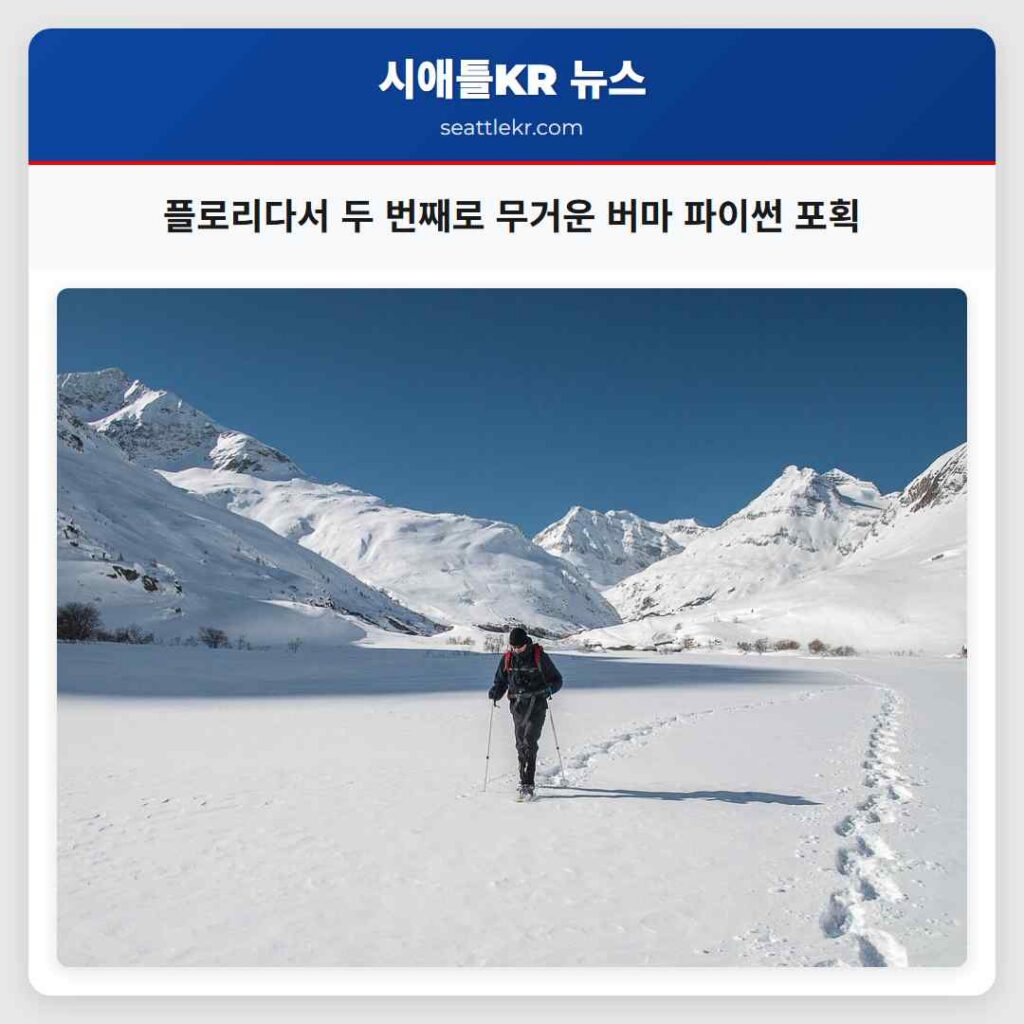 시애틀 최신뉴스 4 플로리다서 두 번째로 무거운 버마 파이썬 포획