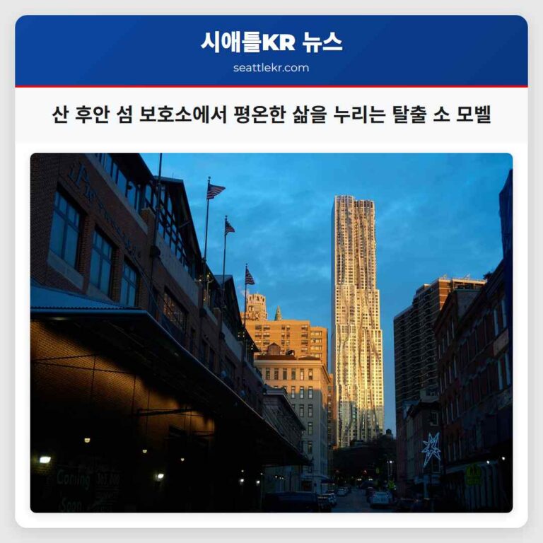 벨링햄 탈출 소 모벨 산 후안 섬 보호소에서 평온한 삶을 누리다