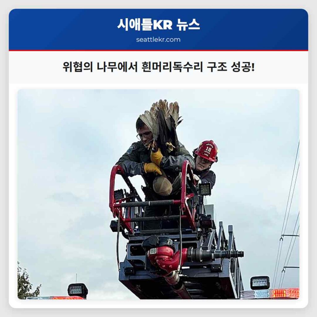 위협의 나무에서 흰머리독수리 구조 성공!