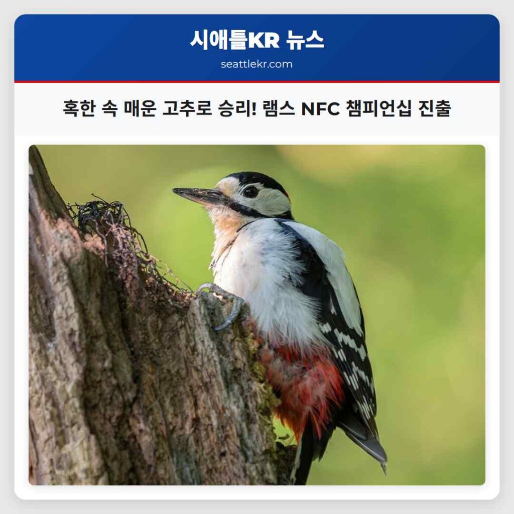 혹한 속 매운 고추로 승리! 램스 NFC 챔피언십 진출