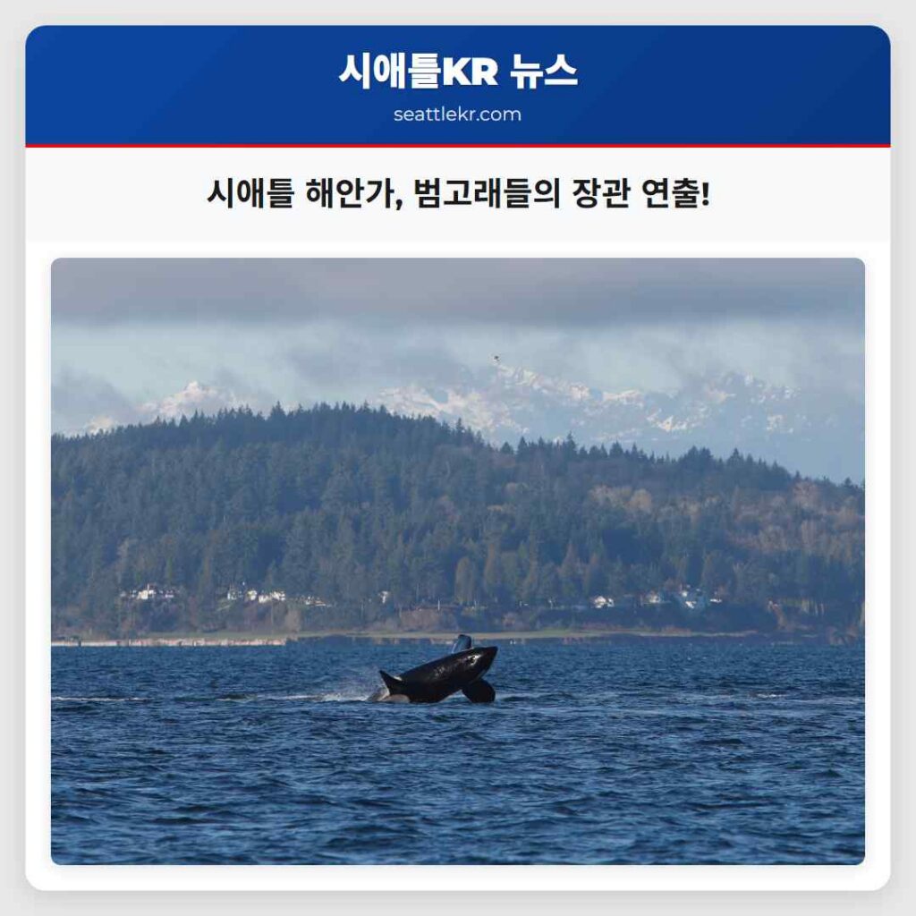 시애틀 해안가, 범고래들의 장관 연출!