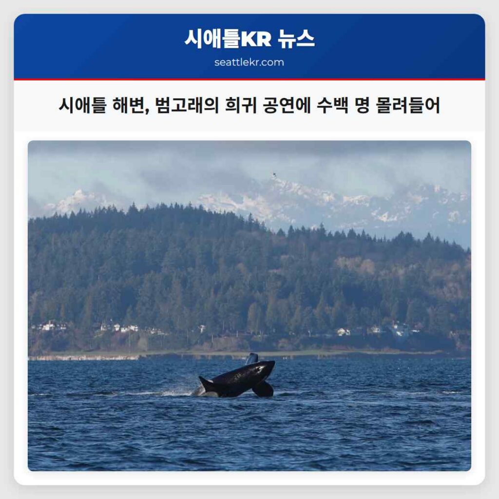 시애틀 해변, 범고래의 희귀 공연에 수백 명 몰려들어