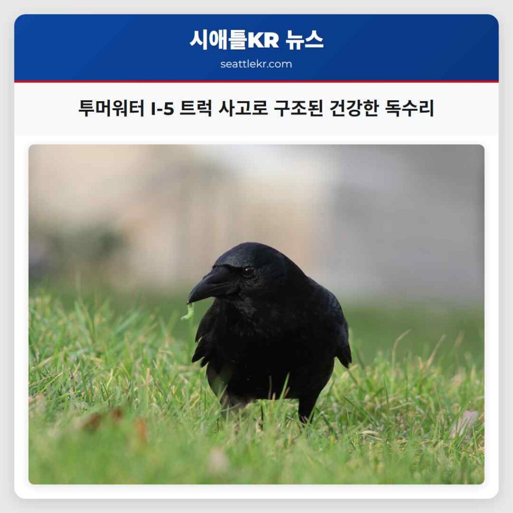 투머워터 I-5 트럭 사고로 구조된 건강한 독수리