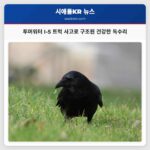 투머워터 고속도로에서 트럭 사고로 구조된 강력한 대머리 독수리 이야기