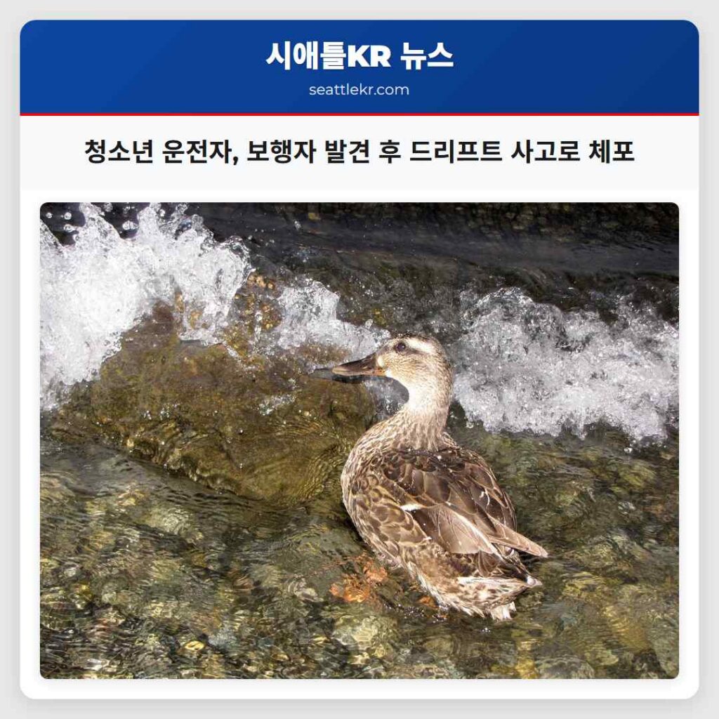 청소년 운전자, 보행자 발견 후 드리프트 사고로 체포