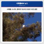 시애틀 매디슨파크 거대 소나무 흰머리 독수리 서식지 보호로 보존 결정