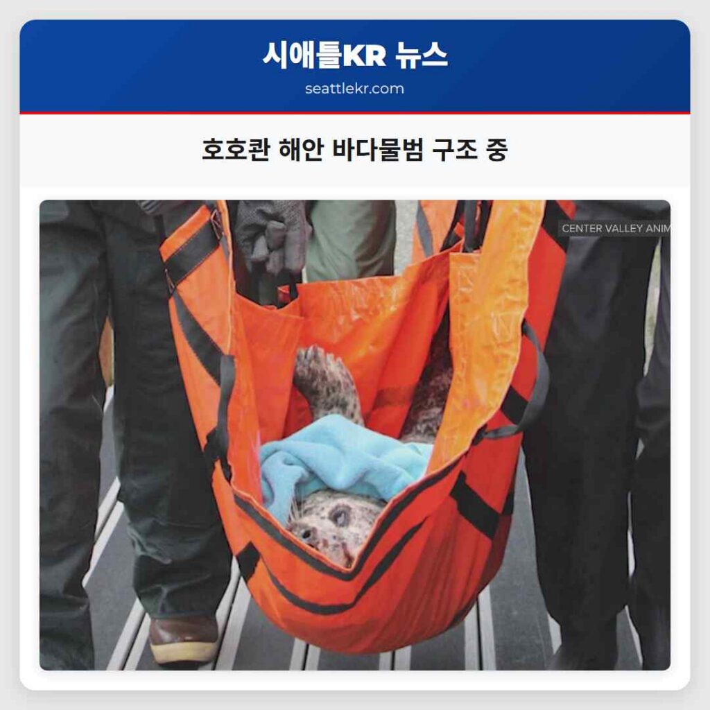 호호콴 해안 바다물범 구조 중