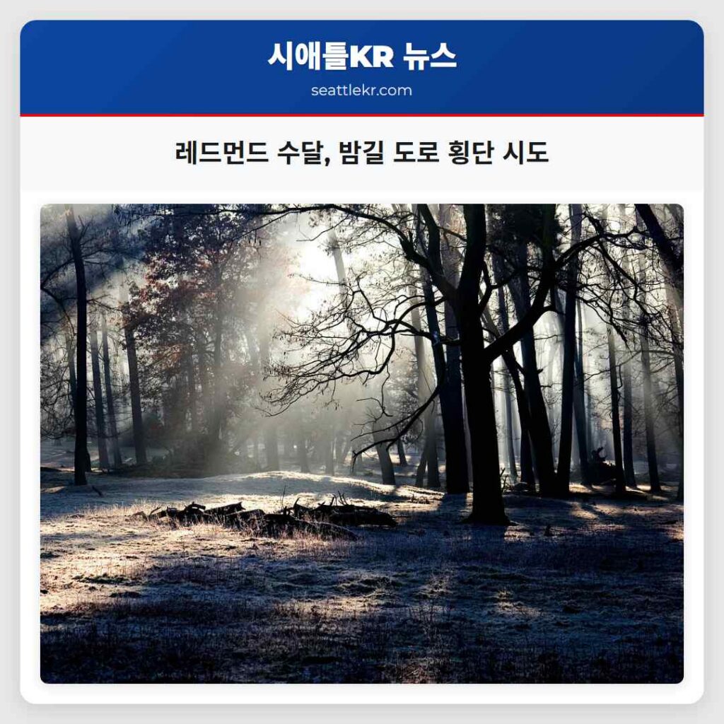 레드먼드 수달, 밤길 도로 횡단 시도