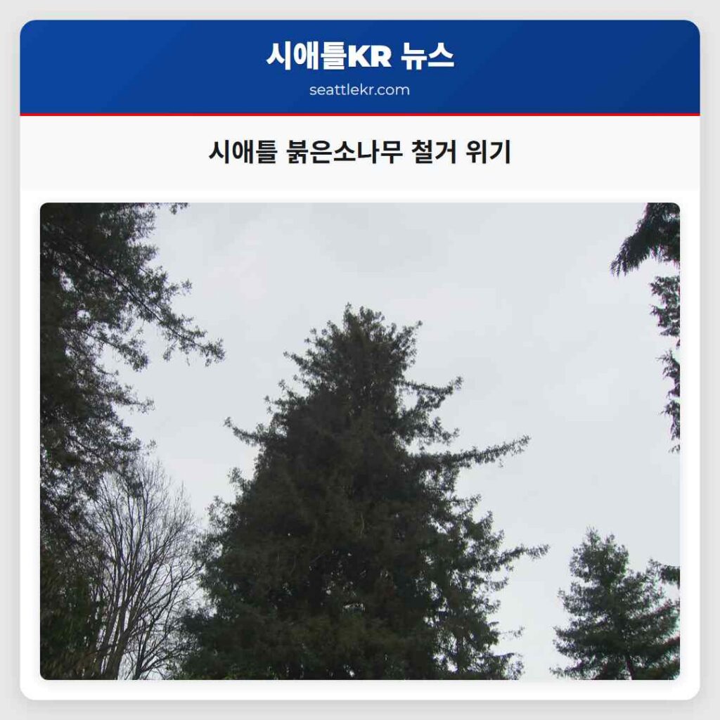 시애틀 붉은소나무 철거 위기