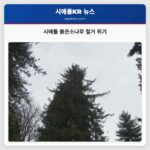 시애틀 역사의 상징 붉은소나무 주택 개발로 인해 사라질 위기에 처해