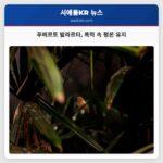 레이시 관광객 폭력 속 푸에르토 발라르타 리조트의 평온 유지 목격