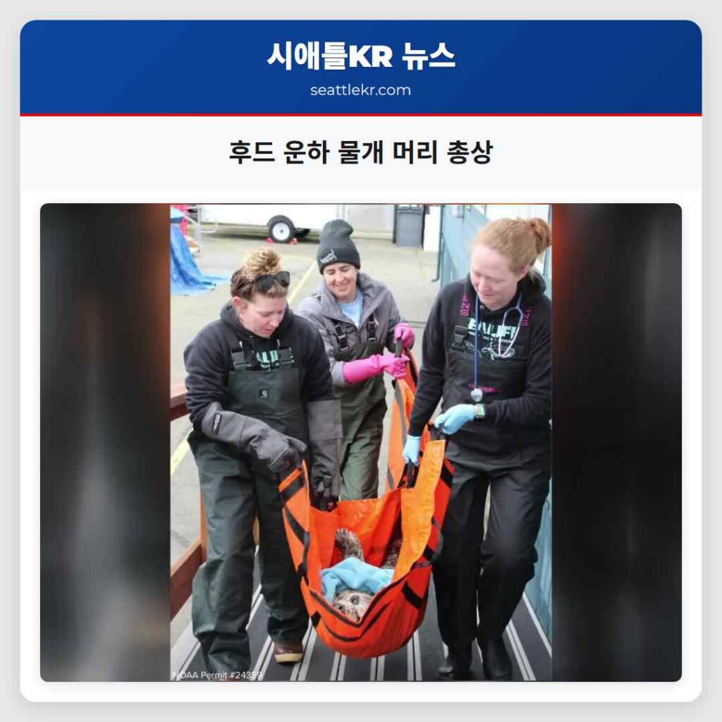 후드 운하 물개 머리 총상