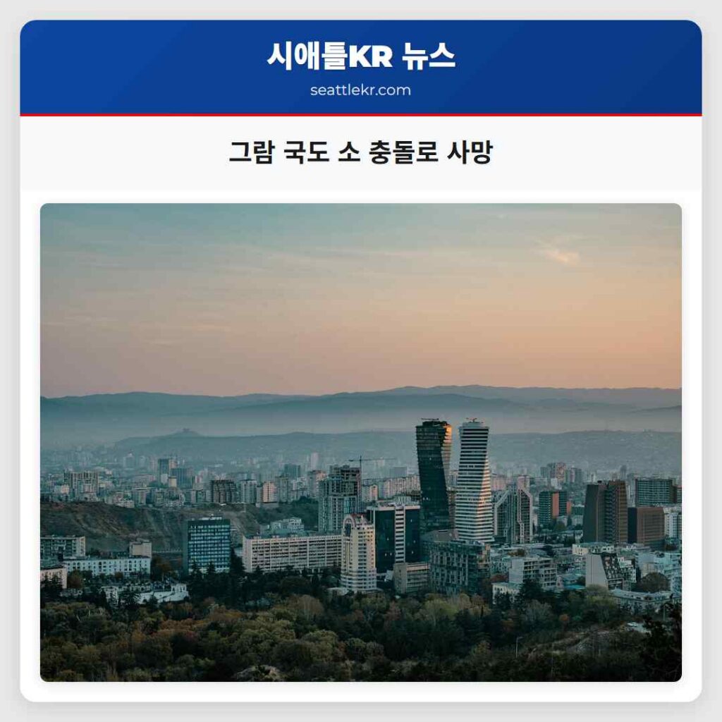 그람 국도 소 충돌로 사망