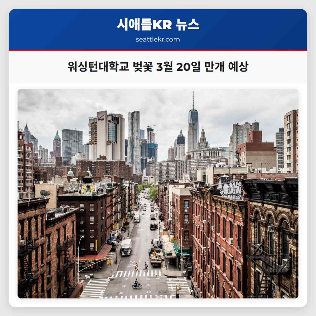 워싱턴대학교 벚꽃 3월 20일 만개 예상