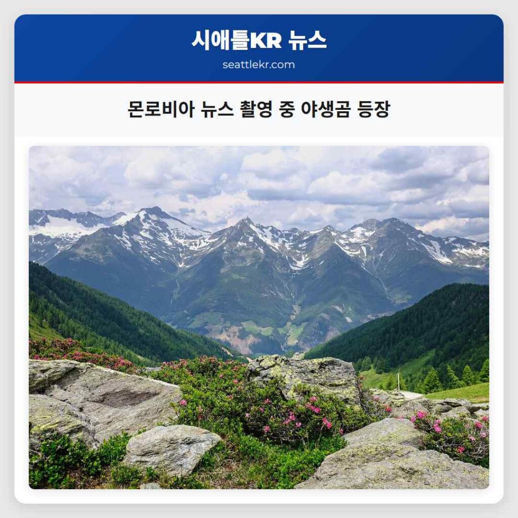 몬로비아 뉴스 촬영 중 야생곰 등장