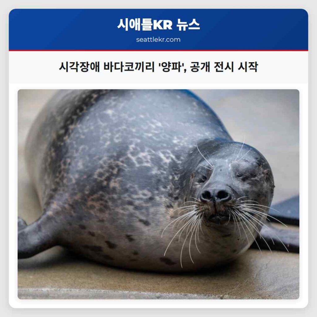 시각장애 바다코끼리 '양파', 공개 전시 시작