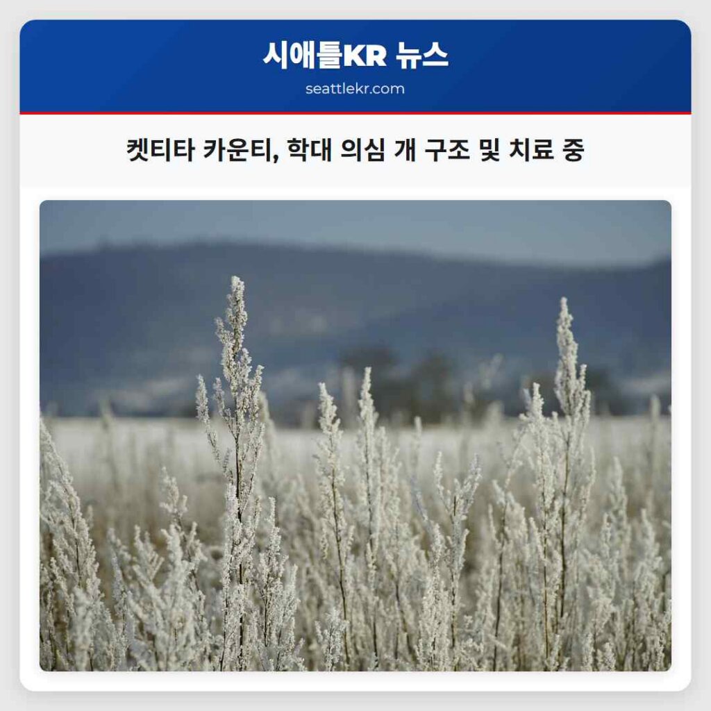 켓티타 카운티, 학대 의심 개 구조 및 치료 중