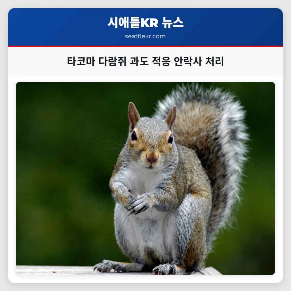 타코마 다람쥐 과도 적응 안락사 처리