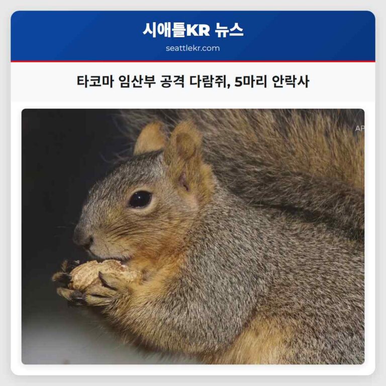 타코마 지역 임신 여성 공격 다람쥐에 따라 야생 동물 관리 당국 다섯 마리 안락사 조치