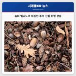 슈퍼 엘니뇨로 워싱턴 주의 산불 위험 상승