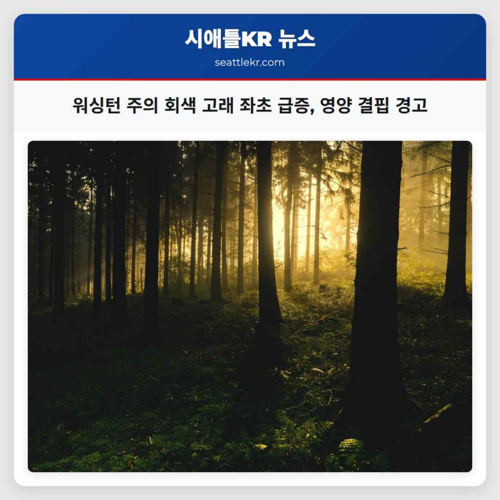 워싱턴 주의 회색 고래 좌초 급증, 영양 결핍 경고