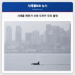 시애틀 해안가에서 나타난 신비로운 오르카 무리 관광객들을 감동시키다