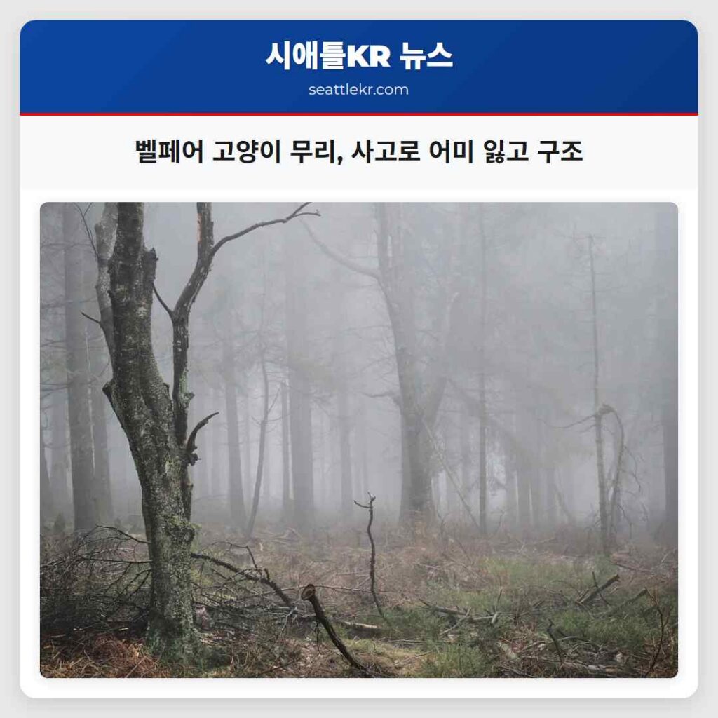벨페어 고양이 무리, 사고로 어미 잃고 구조
