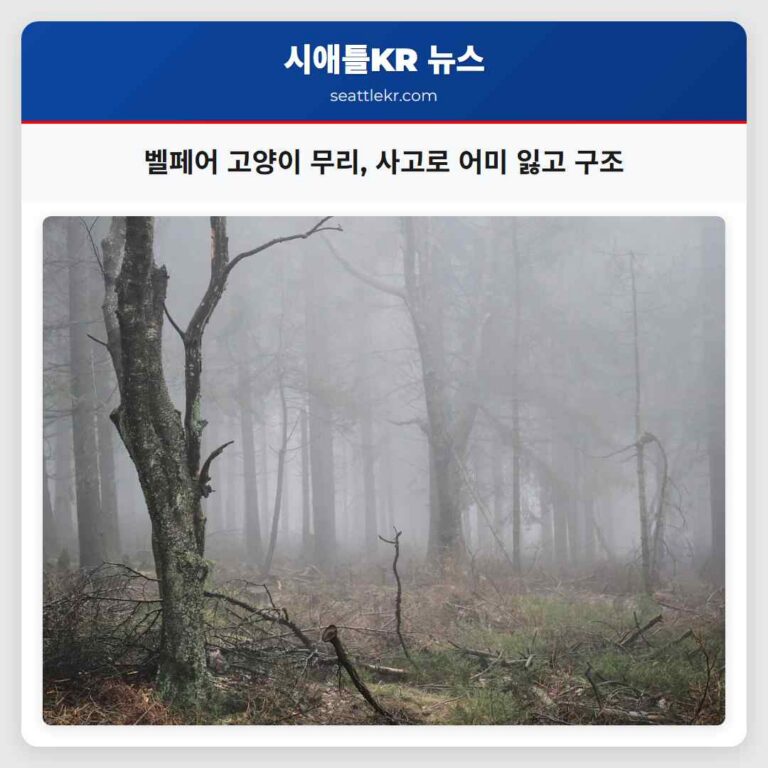 벨페어 고양이 무리 사고로 어미 잃고 구조