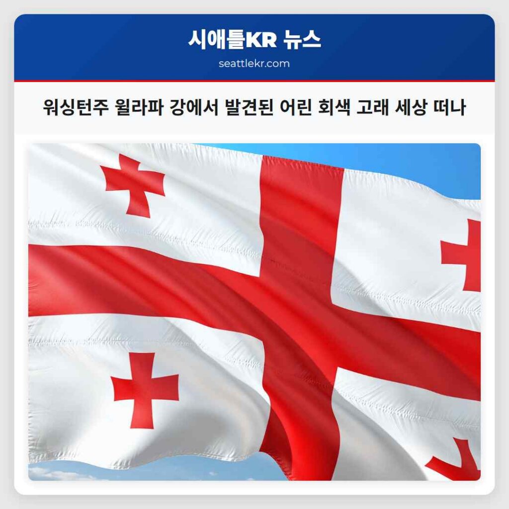 워싱턴주 윌라파 강에서 발견된 어린 회색 고래 세상 떠나