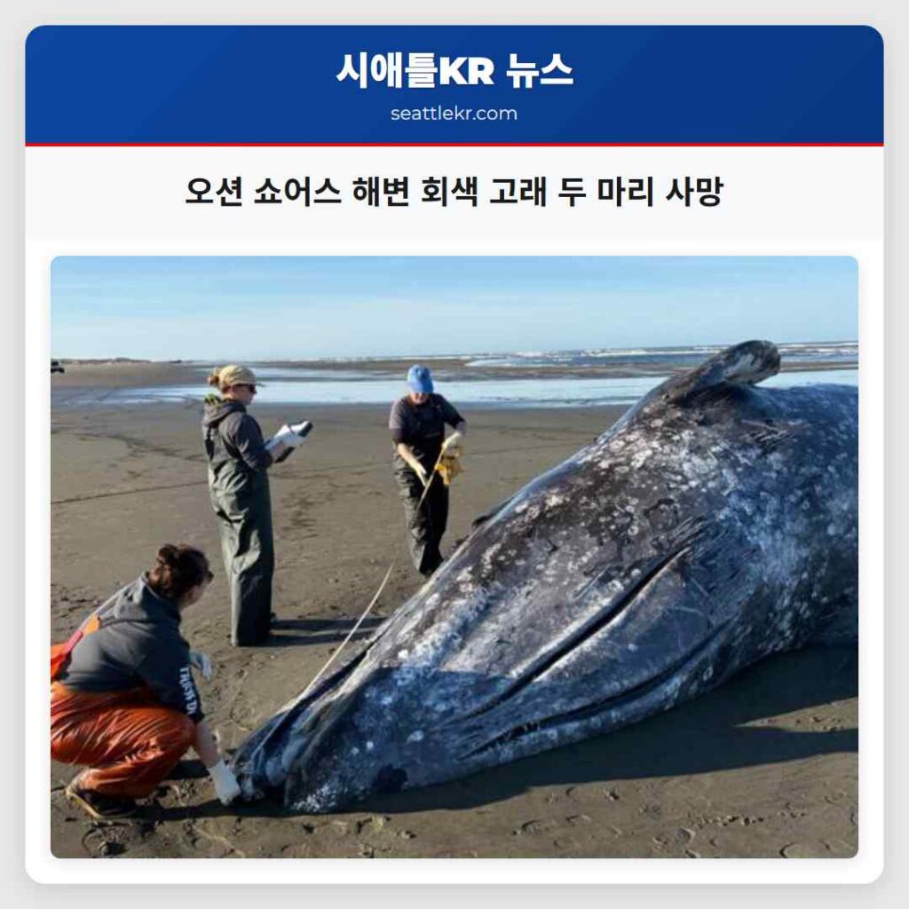 오션 쇼어스 해변 회색 고래 두 마리 사망