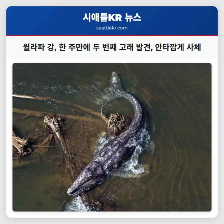 윌라파 강에서 한 주 만에 두 번째 고래 발견 아쉬움을 남긴 사체로 확인