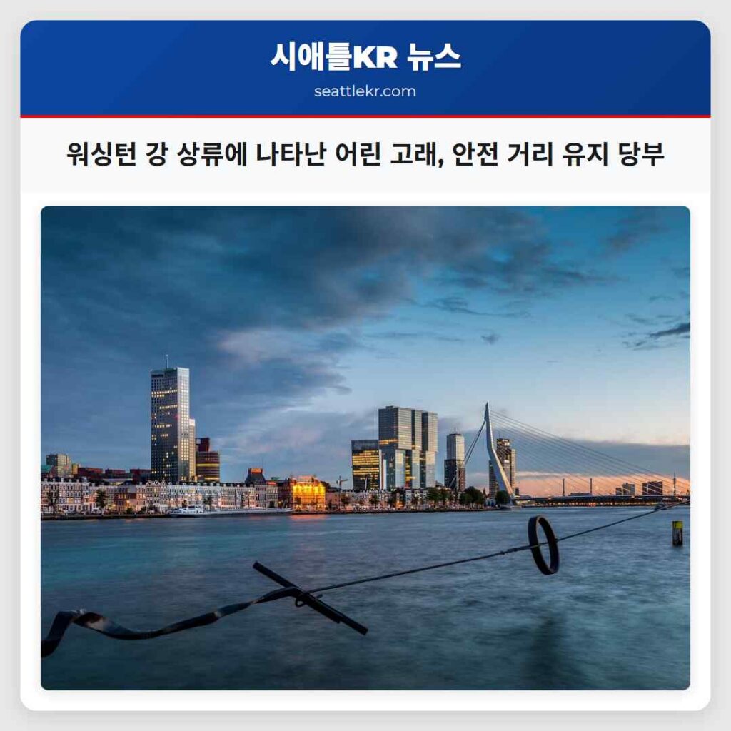 워싱턴 강 상류에 나타난 어린 고래, 안전 거리 유지 당부