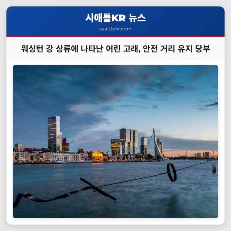 워싱턴 주 윌라파 강 상류에 나타난 어린 회색 고래… 안전 거리 유지 당부
