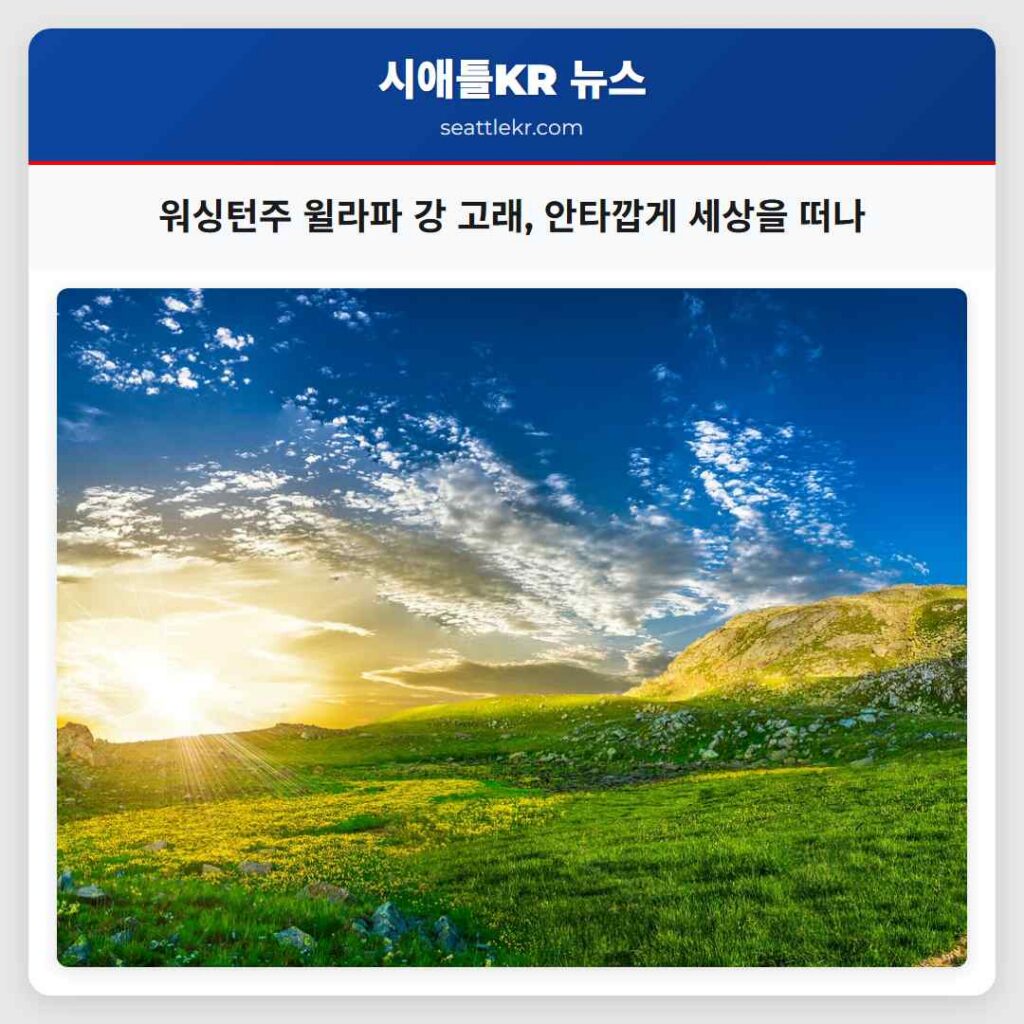 워싱턴주 윌라파 강 고래, 안타깝게 세상을 떠나